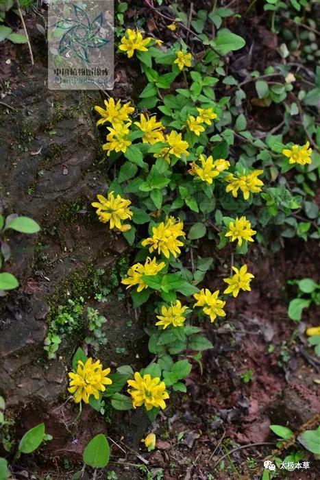 临时救助要病理报告吗,尿道结石和胆结石可以一起手术吗