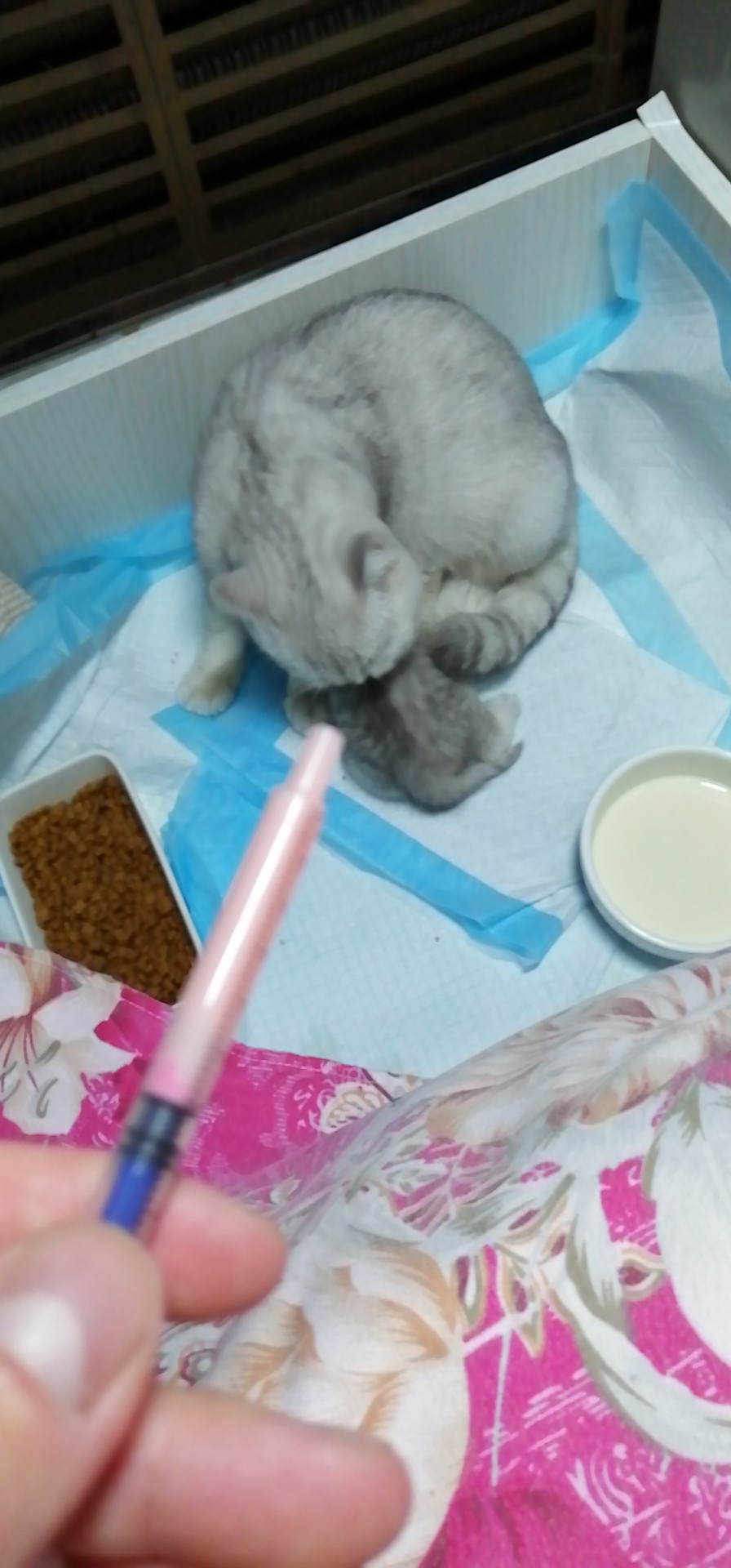 猫咪打喷嚏眼睛有分泌物怎么办,猫咪打喷嚏眼鼻分泌物增多