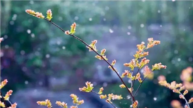 烦人的柳絮满天飞,烦人的柳絮完整版视频