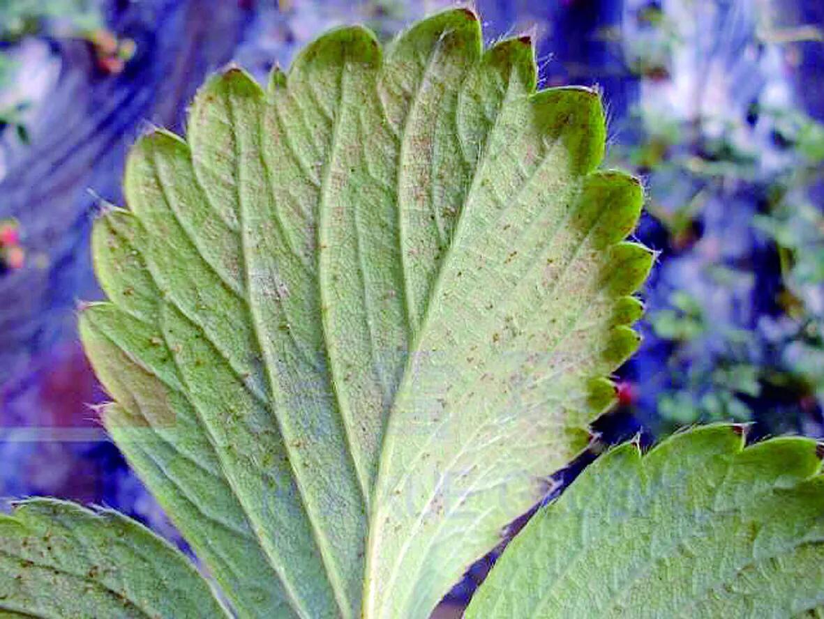草莓大棚红蜘蛛正确打法,防治温室草莓红蜘蛛