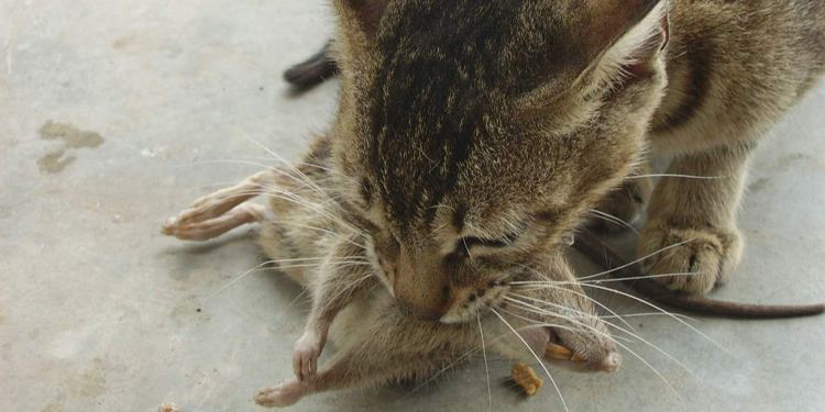 住在新小区4楼为啥会有老鼠,家住新房还是高楼为什么还有老鼠