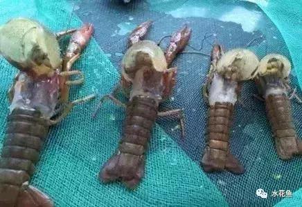 新开的塘养殖小龙虾需要注意什么,小龙虾养殖五月要注意事项