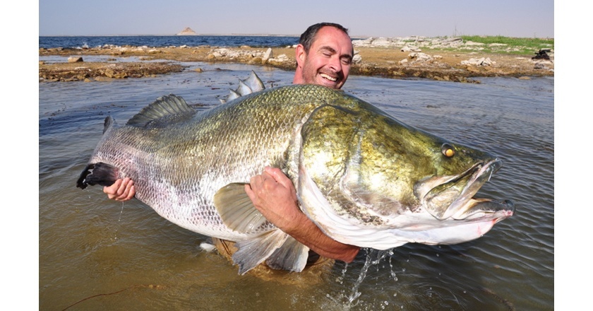 非洲维多利亚湖中泛滥的尼罗河鲈鱼都胖成球了,真的太嚣张了