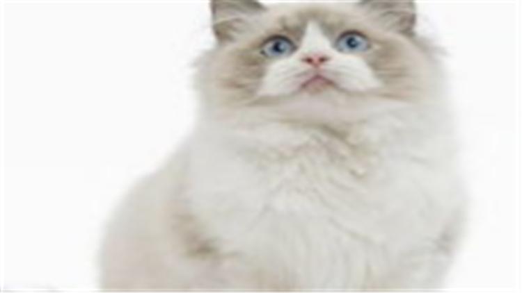 别被骗了！布偶猫多少钱？先看看“色块”