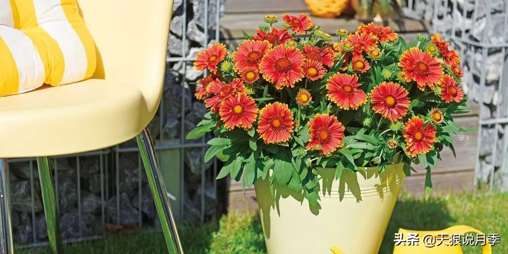 足不出户,带你了解2020日本园艺圈「新品种大赏」