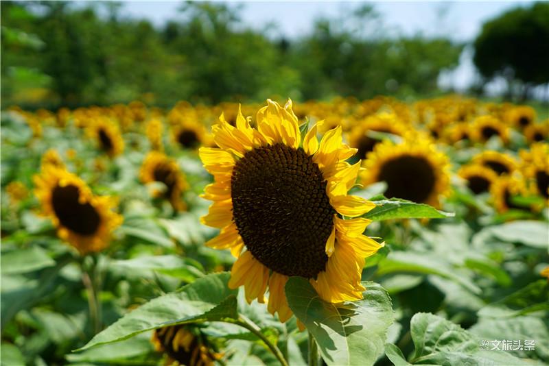 来到这个花田胜景小镇，拥抱“南国御养”健康生活目的地