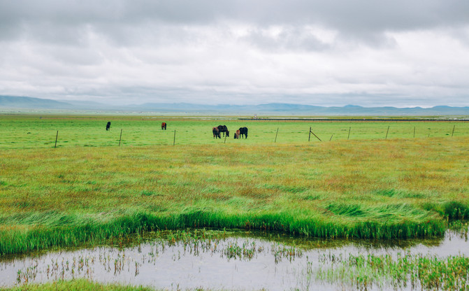 若尔盖5日游推荐,成都九寨沟黄龙若尔盖深度游