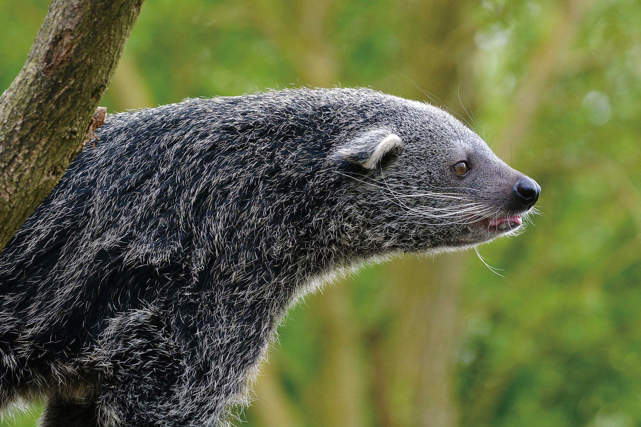 熊狸:“行走的爆米花”快被吃光了?