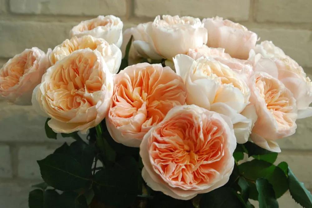 花店常用玫瑰花品种大全,一篇文章带你认识三亚40种花