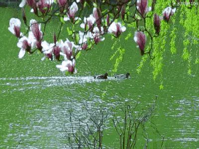 春天的绿代表什么,春天的绿是大自然的灵感吗