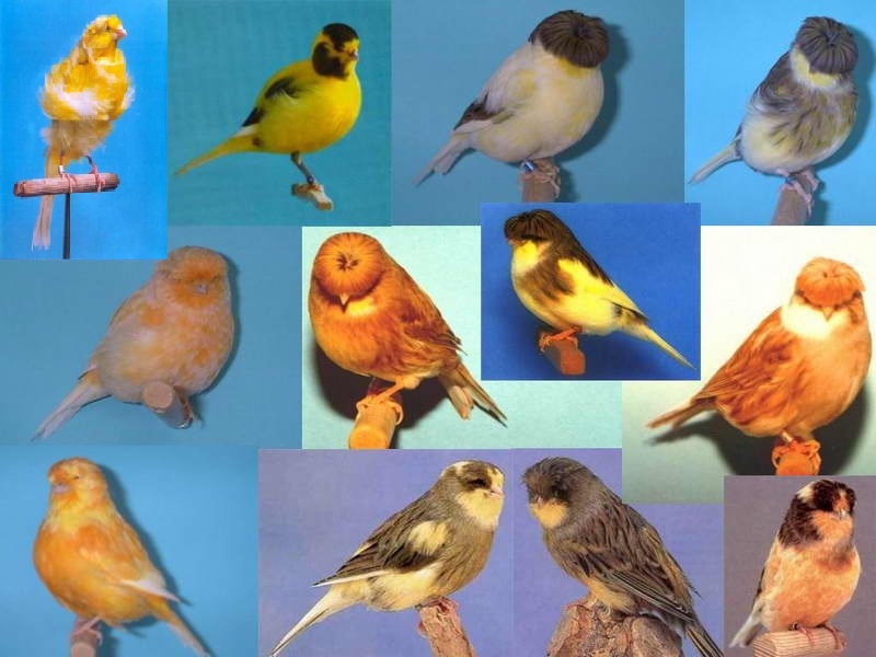 一种来自非洲的野鸟，被人工繁育出数百个品种，惊艳了整个世界