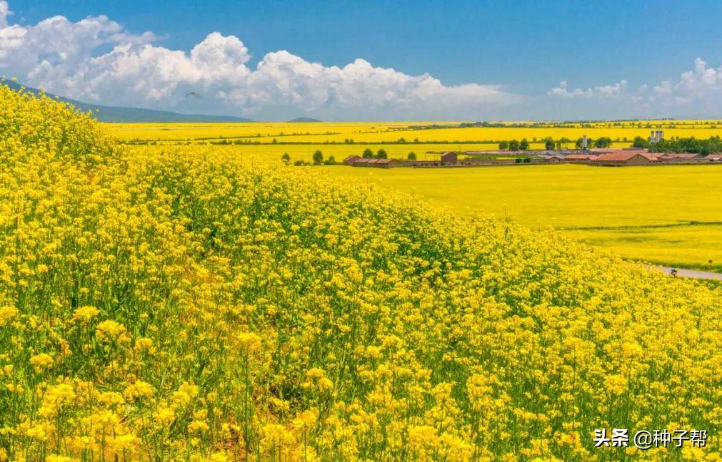 油菜花漂亮的地方,油菜花风景去哪看