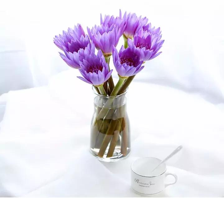 睡莲怎么养能开久一点,睡莲在室内如何养护才能快速开花