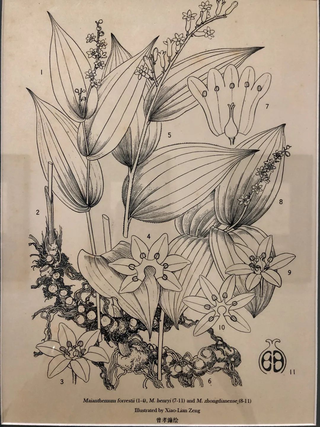 濒危稀有植物绘画,八大濒危珍稀植物