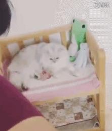 张震和舒淇的情史,黎明和舒淇现在情史