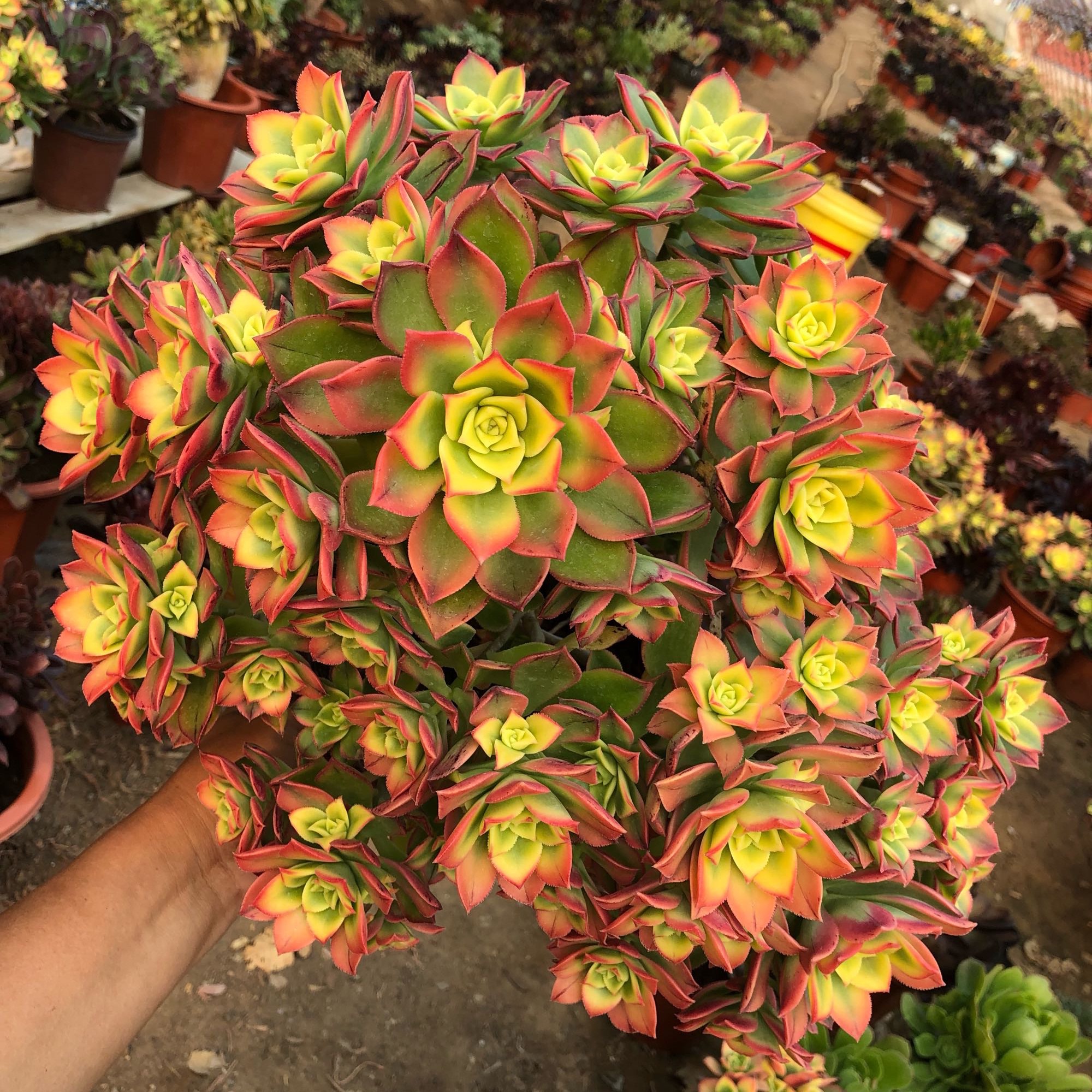 艳日辉长了很多侧芽要剪掉吗,艳日辉怎么养出状态