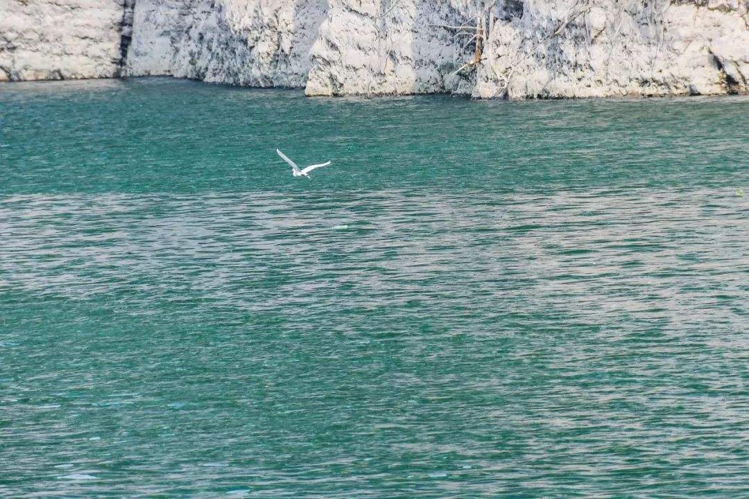 为什么有的股票连续十几天涨停,为什么每天都有几十只涨停