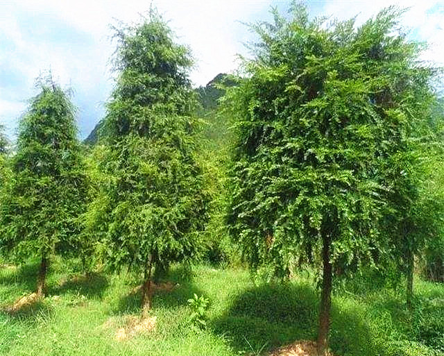 红豆杉树现在的行情,红豆杉树根行情