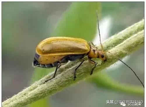 南瓜的病虫害防治办法,南瓜种植如何防虫害图片