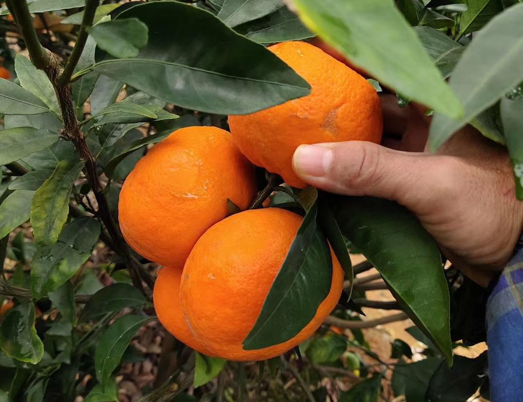 柑橘增甜的五种方法,柑橘转色原理及增甜办法