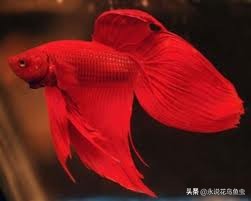 斗鱼哪个品种好养活,斗鱼品种哪个好养