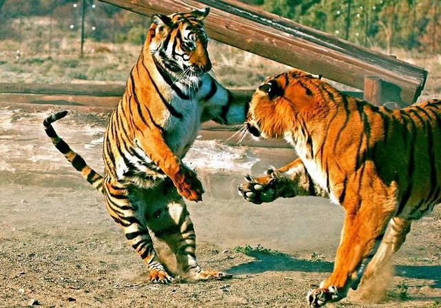 老虎谷的现状,南非老虎谷华南虎野化现状