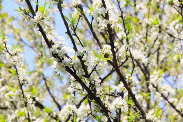 洞庭湖最大的湖中岛,与洞庭湖齐名的三大湖