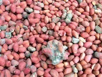 变质的肉会产生黄曲霉吗,长绿霉的肉有黄曲霉素没