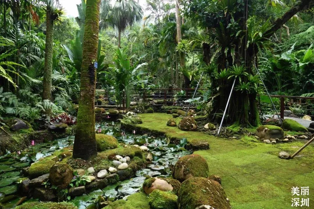 不离深也能“游”|公园超全攻略来了！千园之城，总有一款公园适合你