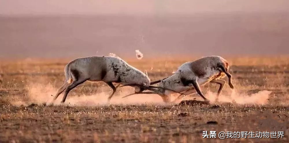 藏羚羊繁衍方式,藏羚羊求爱