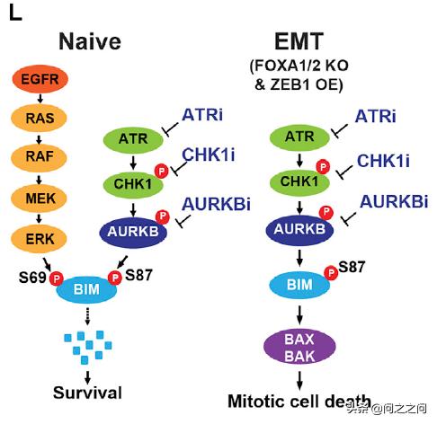 靶向AuroraB激酶增强BIM和PUMA介导的细胞凋亡克服EGFR*制剂抑**耐药
