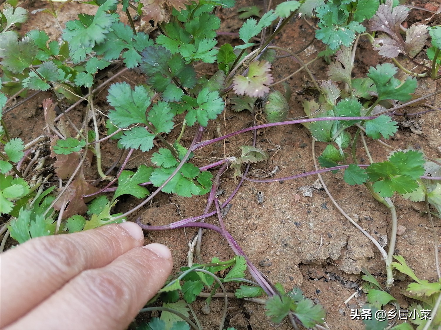 四季小香葱长得细怎么办,香葱高温时节怎么管理
