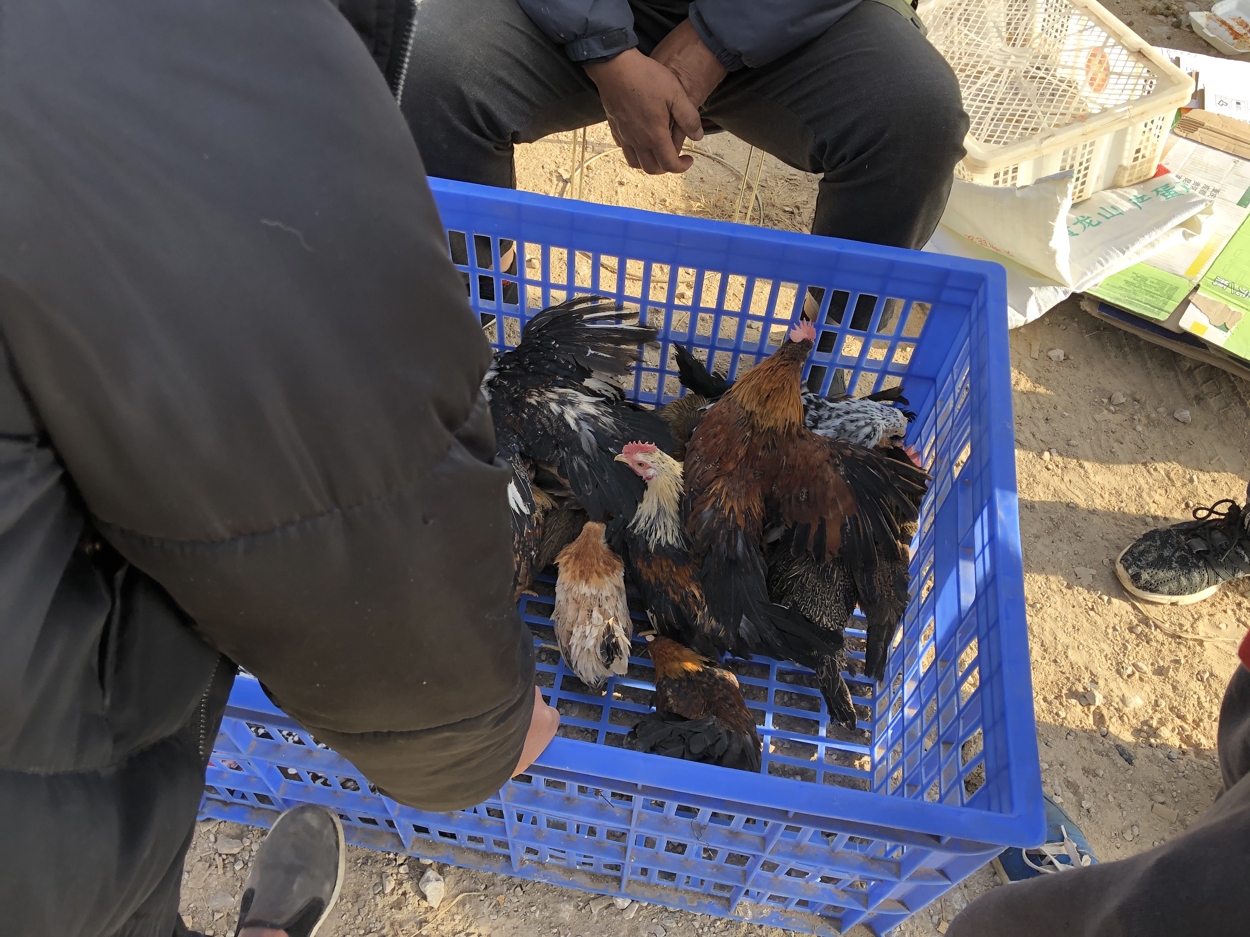 宠物市场的宠物鸡能买吗,狗市观赏鸡多少钱一只