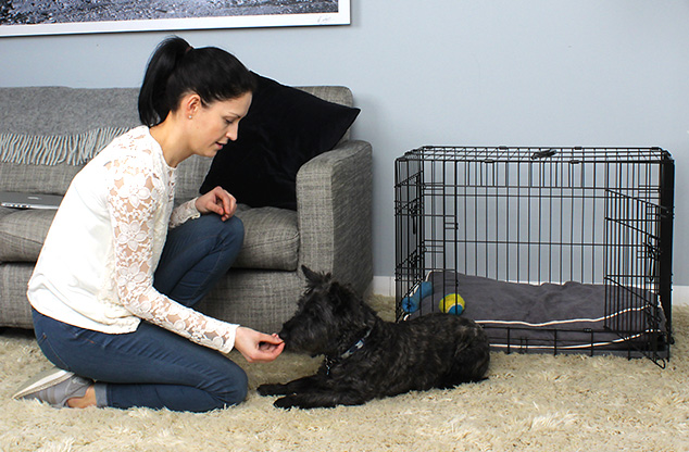 狗狗吸引主人注意行为的表现,狗狗特别胆小怎么训练定点大小便