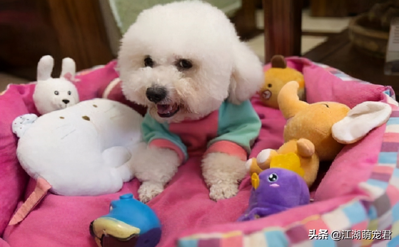 家里养的比熊需要驱虫吗,家里养狗狗需要做什么检查