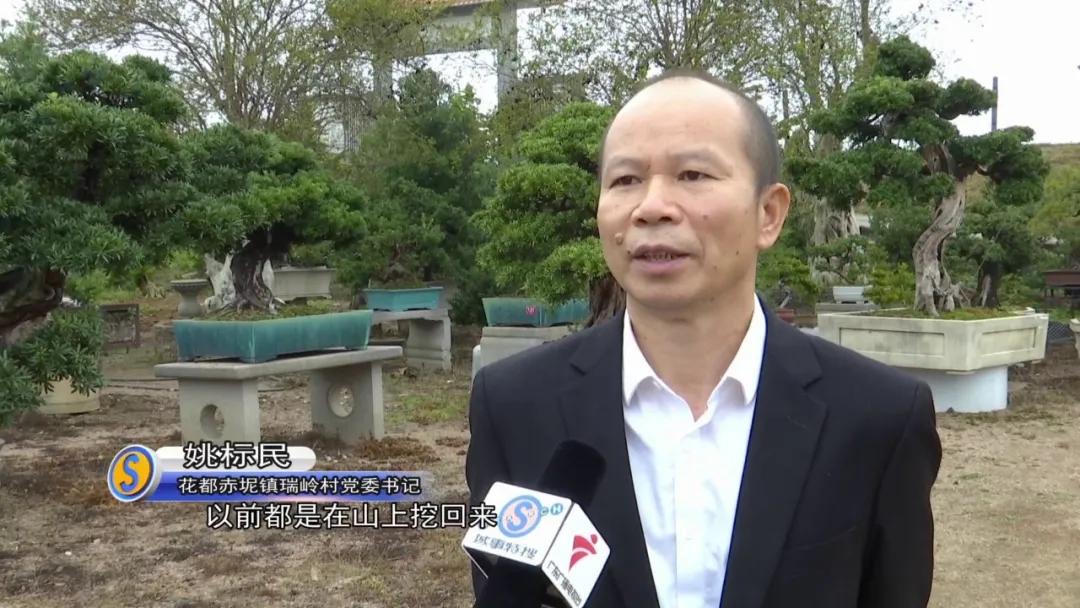 罗汉松树盆景精品欣赏,广州罗汉松盆景