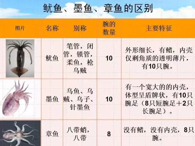 章鱼鱿鱼乌贼傻傻分不清,章鱼鱿鱼乌贼这三样有什么区别