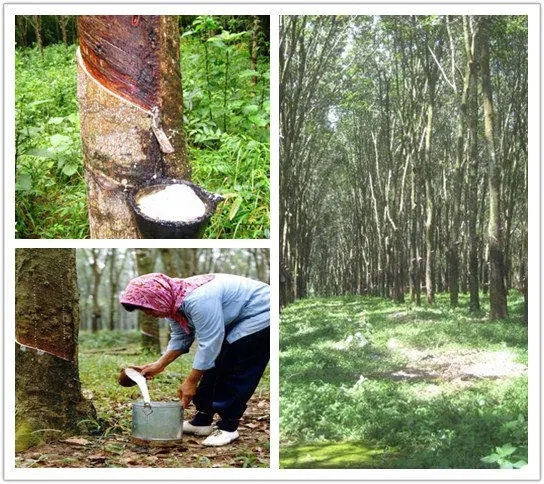 PROOSEN科普：天然乳胶、合成乳胶和人造乳胶之间的区别