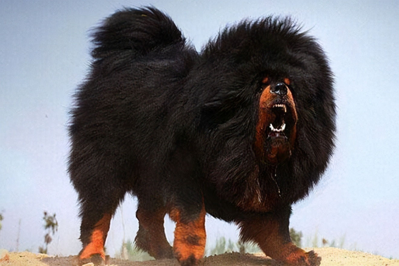 全球最厉害十大犬种,世界十大排名巨型犬种