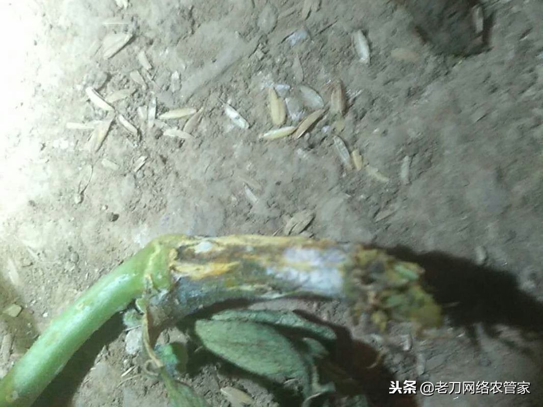 黄瓜嫁接苗定植后萎蔫是什么原因,黄瓜嫁接后蔫了怎么办