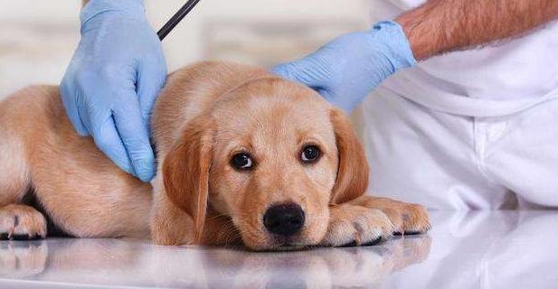 狗狗肾病贫血症状,狗狗贫血导致并发症还能治好吗