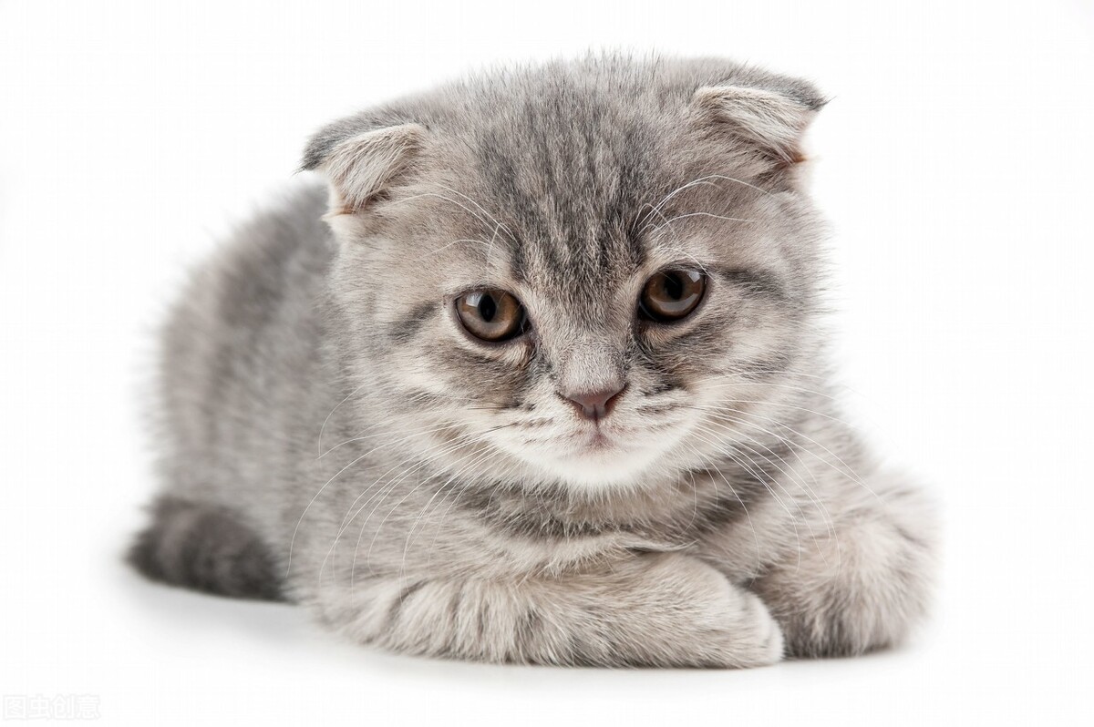 小猫积食三天有事吗,猫咪积食不拉怎么办