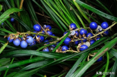 童年野果子,儿时的野果子总让人回味无穷