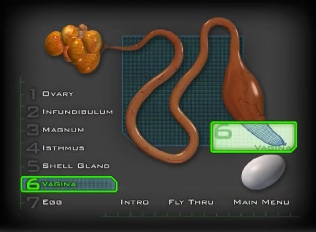 超生动|家禽生殖系统结构和禽蛋形成过程