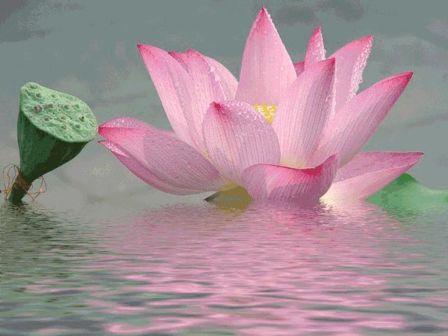 赏荷花情景教学,江南荷花开西湖赏荷寻味攻略