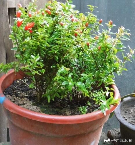 为什么石榴开花有早开有晚开花呢,石榴盆景多开花的技术有哪些方法