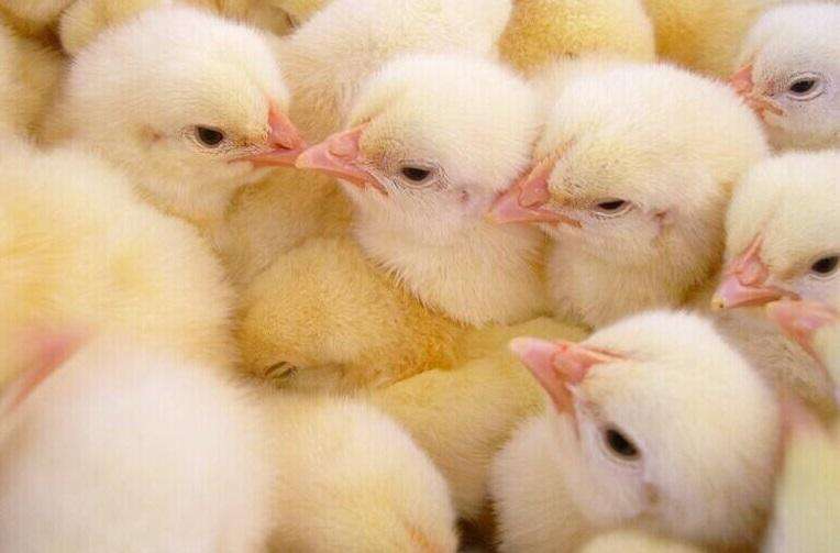 寒潮天气畜禽养殖注意哪些问题,家禽防暑降温的最好方法