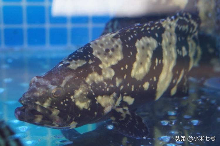 同安丙洲煎蟹哪家好吃,在同安吃海鲜