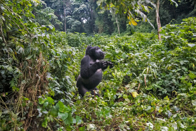 2007年刚果大猩猩被杀,乌干达大猩猩入狱11年