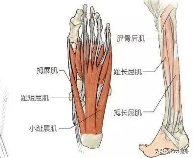 扁平足深蹲脚外侧发力,改善扁平足o型腿的训练方法
